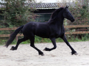 Friesian 4 Years Old Mare | Tall and with Nice