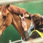 Transport Horses