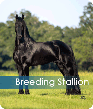 FriesianMarket.com Friesian Breeding Stallion