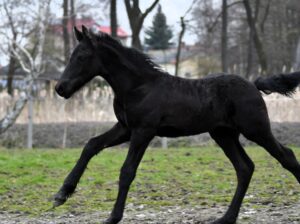 Friesian colt one year old