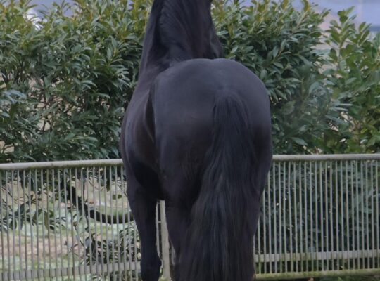 Stuning 4-year-old Friesian Mare