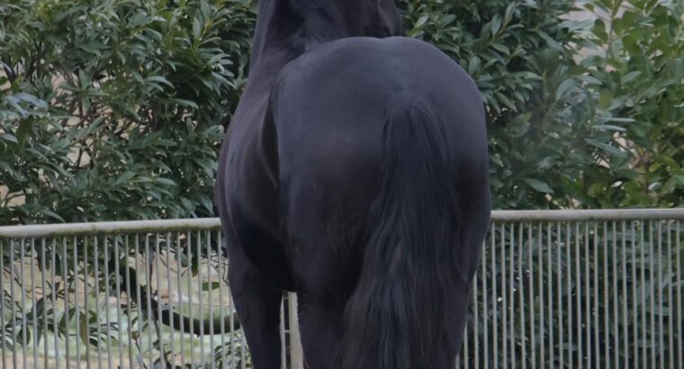 Stuning 4-year-old Friesian Mare