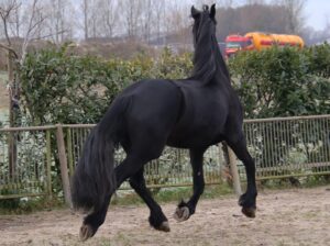 Stuning 4-year-old Friesian Mare