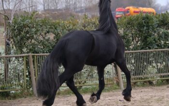 Stuning 4-year-old Friesian Mare
