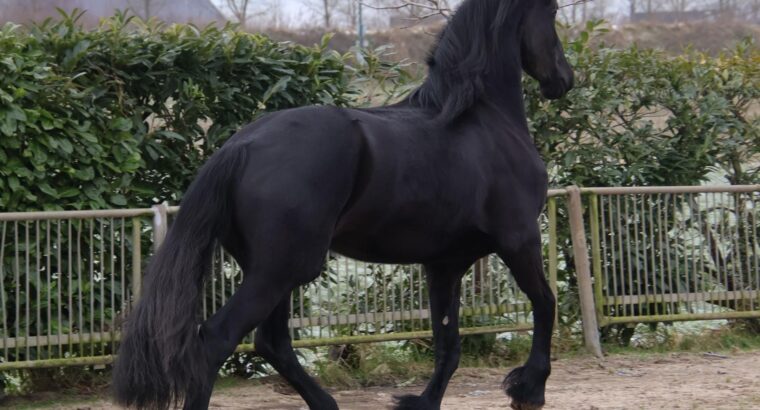 Stuning 4-year-old Friesian Mare