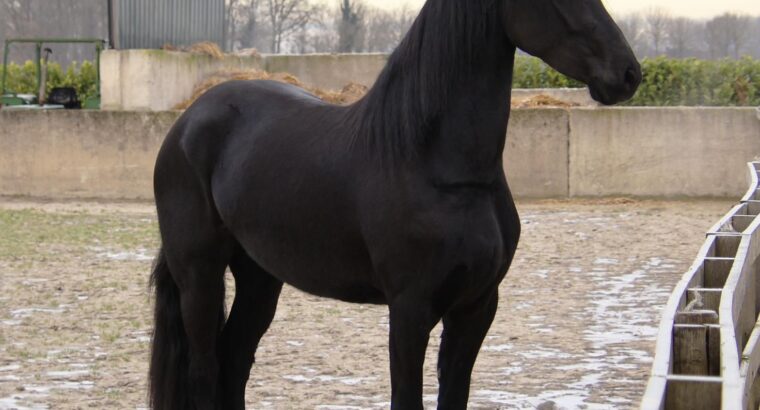Stuning 4-year-old Friesian Mare