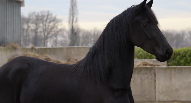Stuning 4-year-old Friesian Mare
