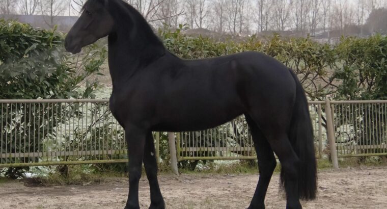 Stuning 4-year-old Friesian Mare