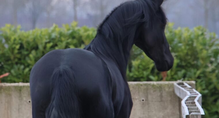 Stuning 4-year-old Friesian Mare
