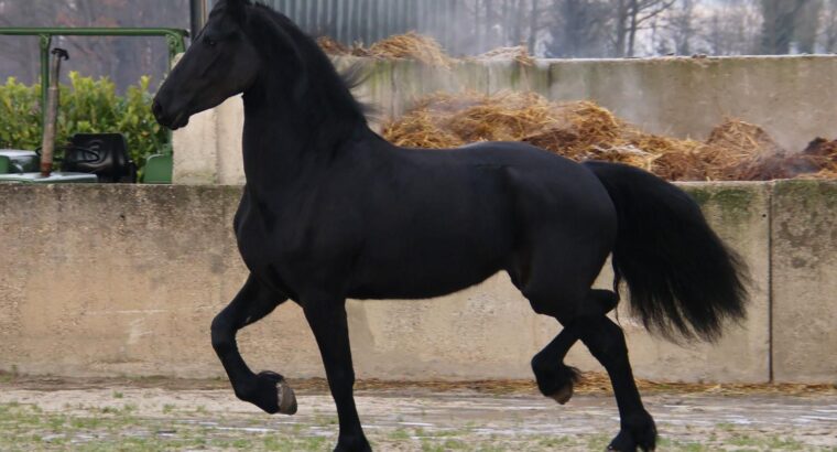 Stuning 4-year-old Friesian Mare