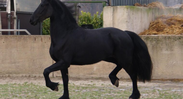 Stuning 4-year-old Friesian Mare