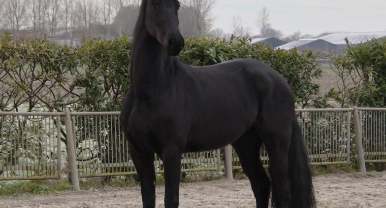Stuning 4-year-old Friesian Mare