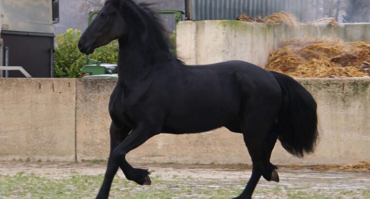 Stuning 4-year-old Friesian Mare