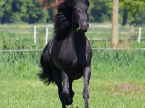 ✨ Elegant Young Friesian Mare – Tiede 501 Daughter with Beautiful Mane ✨
