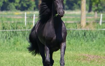 ✨ Elegant Young Friesian Mare – Tiede 501 Daughter with Beautiful Mane ✨
