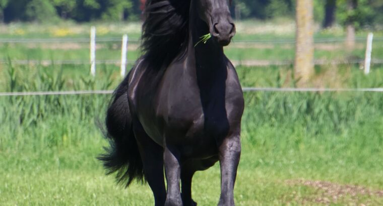 ✨ Elegant Young Friesian Mare – Tiede 501 Daughter with Beautiful Mane ✨