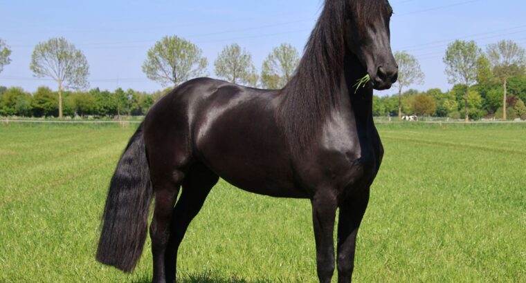 ✨ Elegant Young Friesian Mare – Tiede 501 Daughter with Beautiful Mane ✨