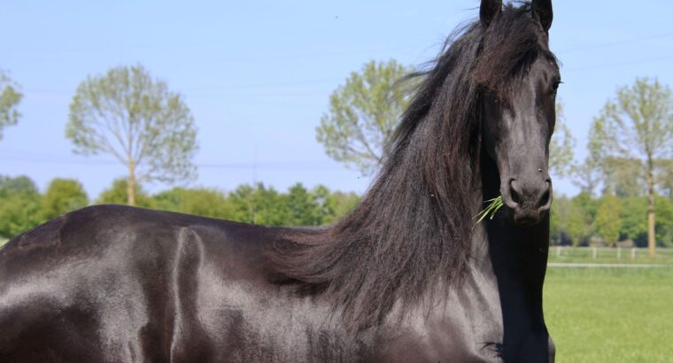 ✨ Elegant Young Friesian Mare – Tiede 501 Daughter with Beautiful Mane ✨