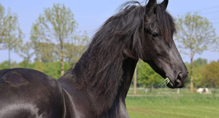 ✨ Elegant Young Friesian Mare – Tiede 501 Daughter with Beautiful Mane ✨