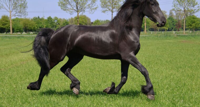 ✨ Elegant Young Friesian Mare – Tiede 501 Daughter with Beautiful Mane ✨