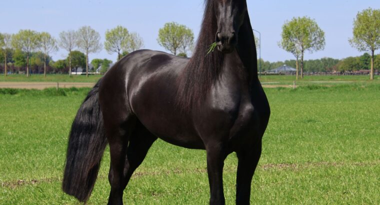 ✨ Elegant Young Friesian Mare – Tiede 501 Daughter with Beautiful Mane ✨
