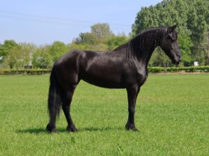🌟 Stunning 4-Year-Old Friesian Mare – Exceptional Pedigree & Temperament 🌟