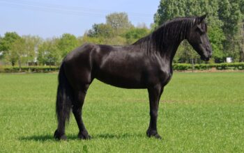 🌟 Stunning 4-Year-Old Friesian Mare – Exceptional Pedigree & Temperament 🌟
