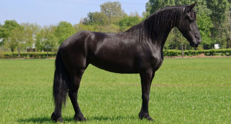 🌟 Stunning 4-Year-Old Friesian Mare – Exceptional Pedigree & Temperament 🌟