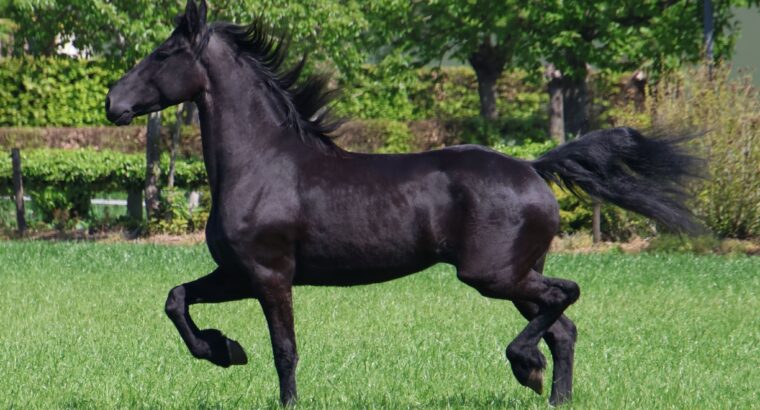 🌟 Stunning 4-Year-Old Friesian Mare – Exceptional Pedigree & Temperament 🌟