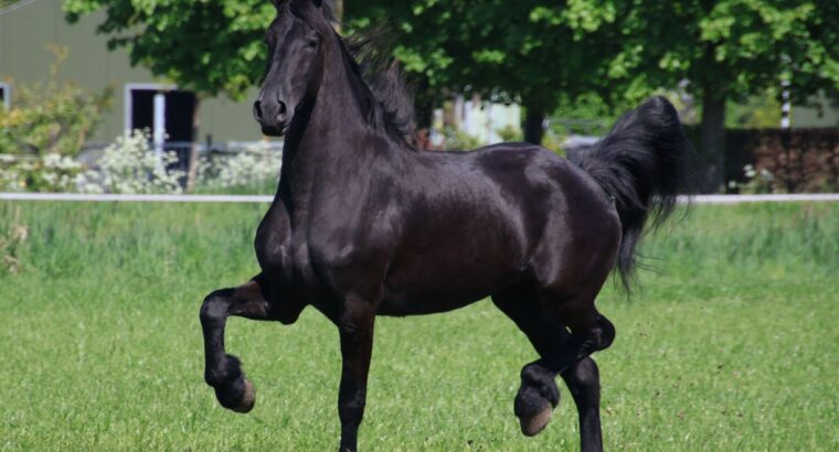 🌟 Stunning 4-Year-Old Friesian Mare – Exceptional Pedigree & Temperament 🌟