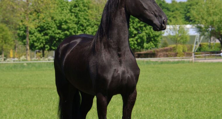 🌟 Stunning 4-Year-Old Friesian Mare – Exceptional Pedigree & Temperament 🌟
