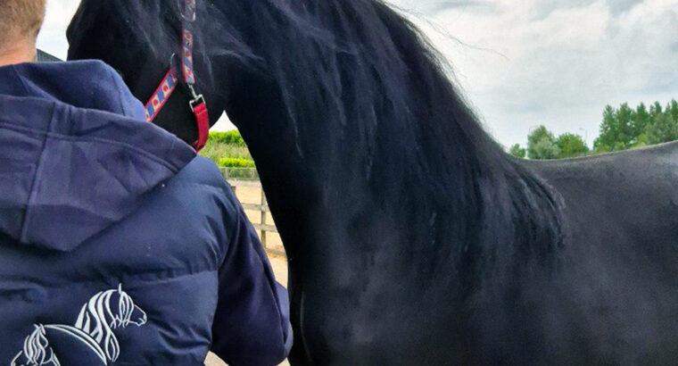 Stunning 3-Year-Old Friesian Mare | Pregnant | Black Beauty