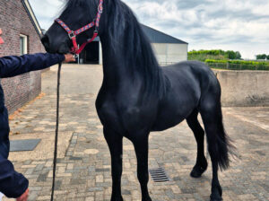 Stunning 3-Year-Old Friesian Mare | Pregnant | Black Beauty