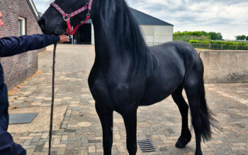 Stunning 3-Year-Old Friesian Mare | Pregnant | Black Beauty