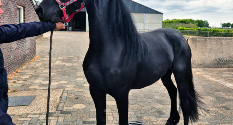 Stunning 3-Year-Old Friesian Mare | Pregnant | Black Beauty