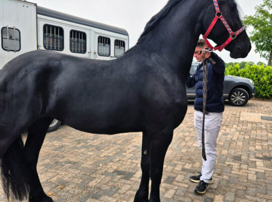 Stunning 3-Year-Old Friesian Mare | Pregnant | Black Beauty