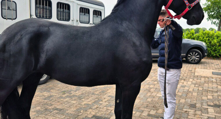 Stunning 3-Year-Old Friesian Mare | Pregnant | Black Beauty