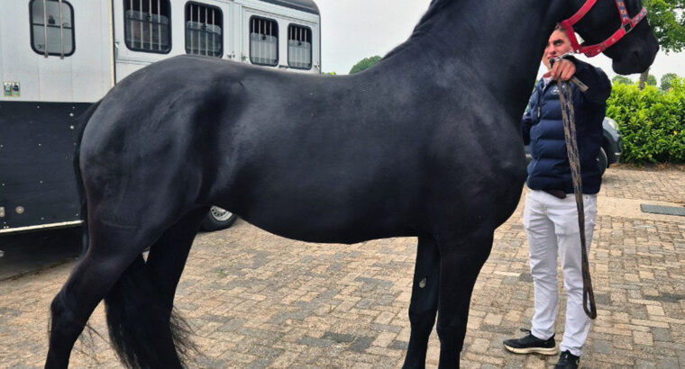 Stunning 3-Year-Old Friesian Mare | Pregnant | Black Beauty